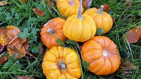 Verschiedene-Miniaturkürbisse-Gestapelt-Auf-Dem-Grasbewachsenen-Gartenrasen,-Umgeben-Von-Bunten-Herbstblättern