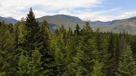 An-aerial-shot-of-the-magnificent-tree-line-in-Whistler,-Canada