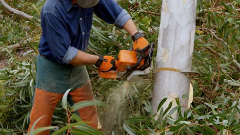 leñador cortando un árbol 4k