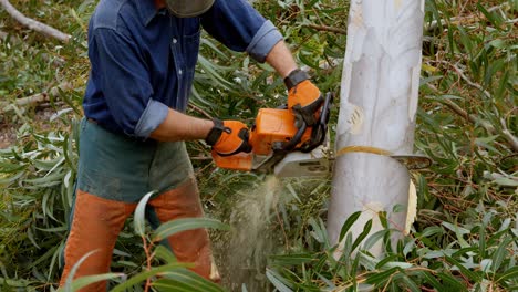 lumberjack cutting down a tree 4k