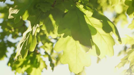 Primer-Plano-Macro-De-Hojas-De-Roble-Verde-Y-Amarillo,-Retroiluminado-Con-Hermosa-Luz-Solar