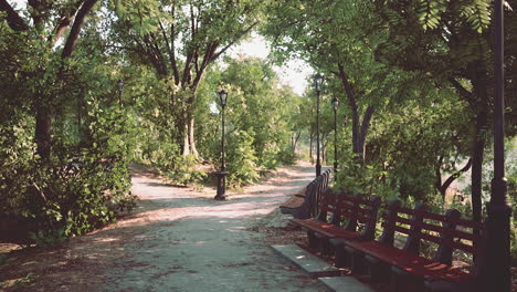 green alley with trees in the park