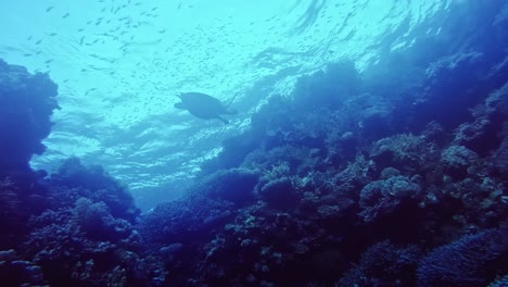 silhouette of a sea turtle swimming gracefully above