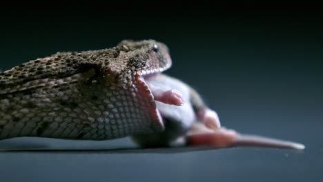 cottonmouth-swallowing-prey-while-pesky-flies-fly-around---studio