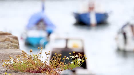 flowers in foreground, boats docked in background