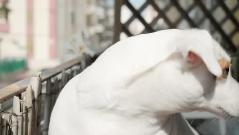 A-cute-Jack-Russell-Terrier-dog-peeks-out-from-the-balcony,-observing-the-street-life-with-interest,-handheld-closeup-shot