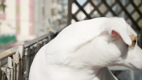 un lindo perro jack russell terrier asoma desde el balcón, observando la vida de la calle con interés, toma de primer plano de mano