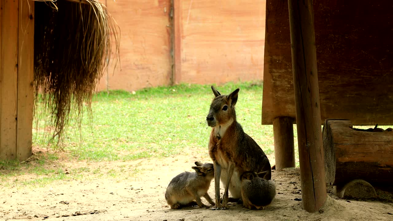 familia de las mara patagónicas