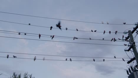 flocking birds perched on electricity pole flying and grooming themselves at sundown