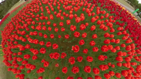 colorful tulip in full bloom in spring. little planet, little tiny planet 360 degree, p.o.v shot.