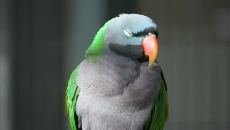 close-up view of a male lord derby's parakeet