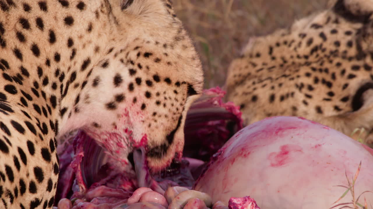 Close up shot of two cheetah's heads ripping off meat from a kill