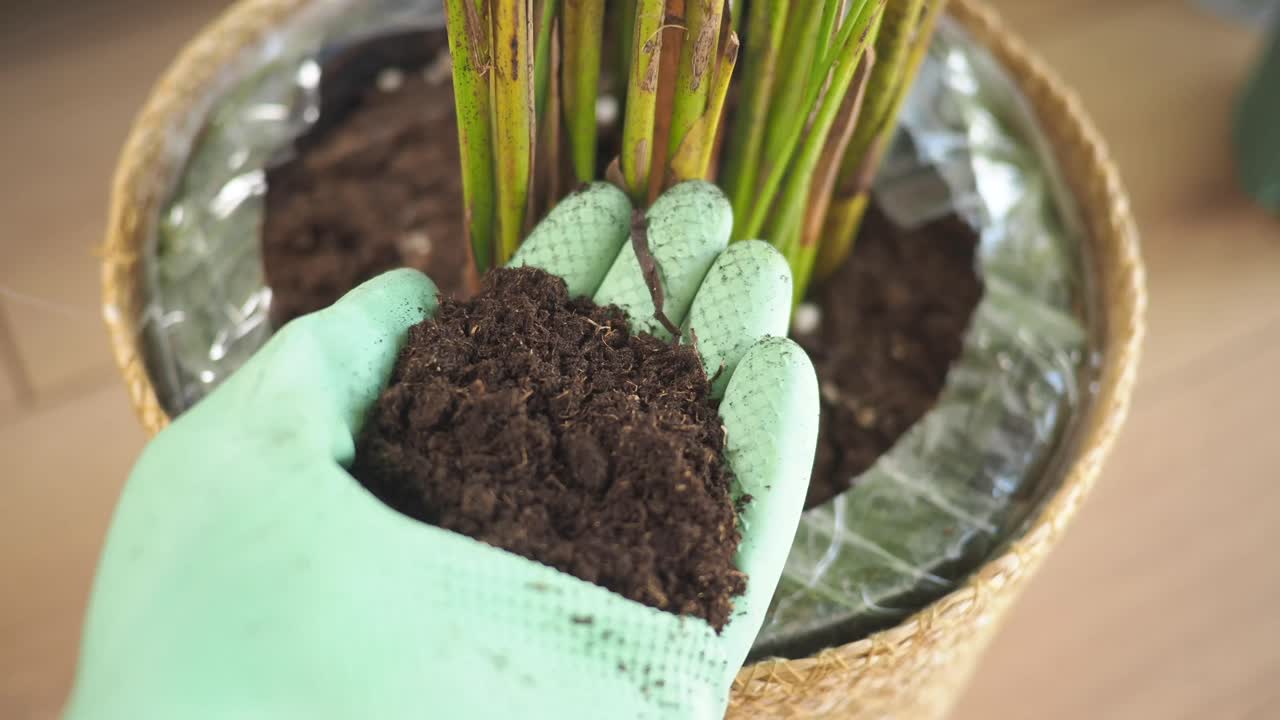 repotamiento de una planta de interior
