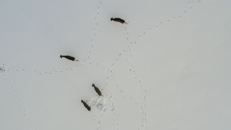 Right-above-small-roe-deer-herd-walk-and-search-on-snow-covered-farm-field