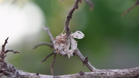 praying mantis, ceratomantis saussurii, thailand, seen hanging under a bare twig during the afternoon while moving its head and shaking its body