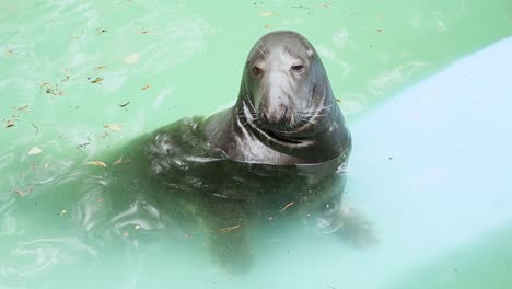 seal in the water pond