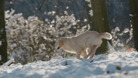 el golden retriever rápido corre a través de la nieve hacia su dueño. vídeo en 4k en cámara lenta