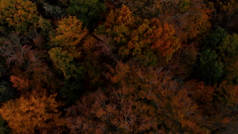 Aerial-footage-over-autumn-trees,-forest-when-leaves-change-color,-top-view-of-the-autumn-forest