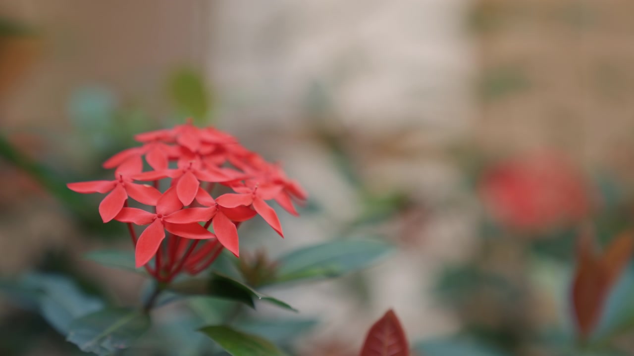 Foto makro bunga merah di taman, latar belakang bokeh lembut, kedalaman bidang dangkal menonjolkan kelopak yang halus, nuansa hangat dan suasana romantis yang tenang, dedaunan alami dan sinar matahari yang samar