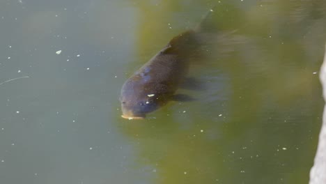 single fish moves through greenish pond water