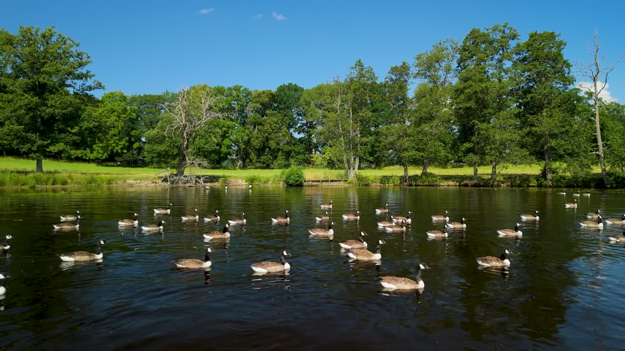 Drönarbild som cirklar runt en grupp kanadagäss som glider över en lugn vattenyta nära en grön skogstrand vid det historiska Baldersnäs Herrgård-godset i Mellerud