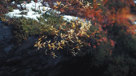 patches of snow blanket colorful autumn tundra plants, with green, red, and orange foliage contrasting with white