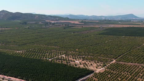 green citrus farm crop fields in meditarranean near algorfa, spain