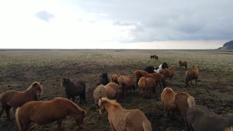 Imágenes-Aéreas-De-Drones-De-Caballos-Islandeses