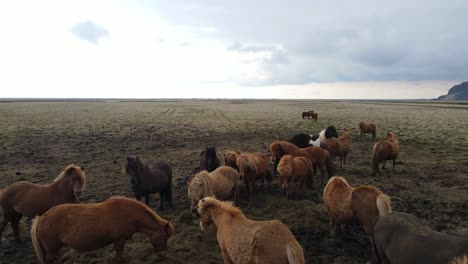imágenes aéreas de drones de caballos islandeses