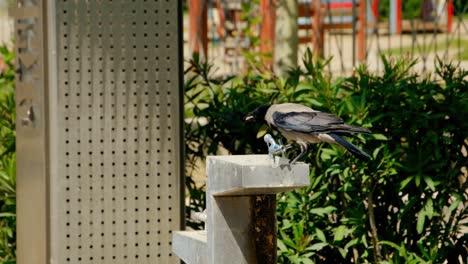 grey crow drinking water from a drinking fountain on a sunny day in greece