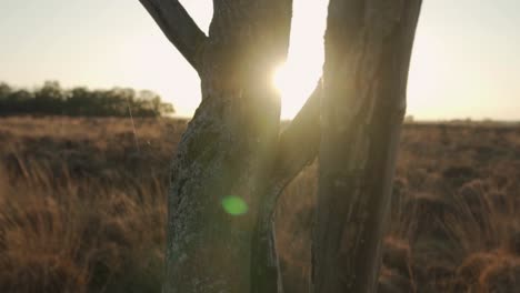 sunset through tree trunks in a field