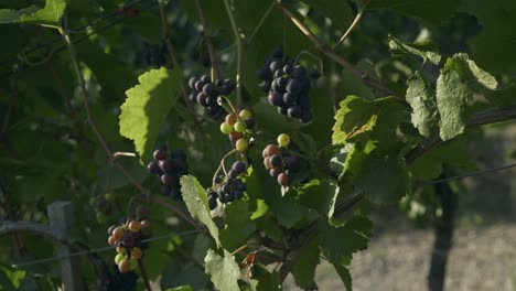 colorful grapes growing on a vine in the wine vineyard - ahr valley, rhineland-palatinate - close up