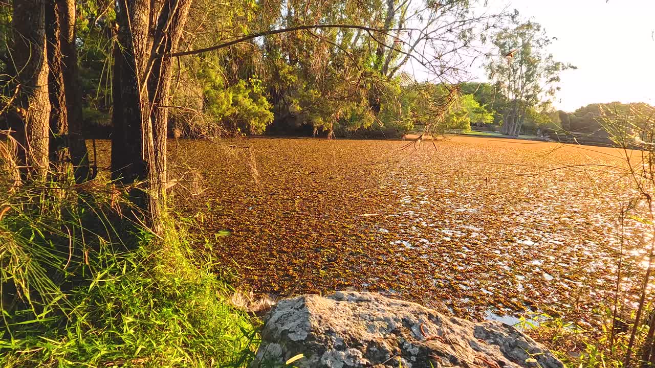 빛 을 받는 연못 근처 의 바위 에 고 있는 도마