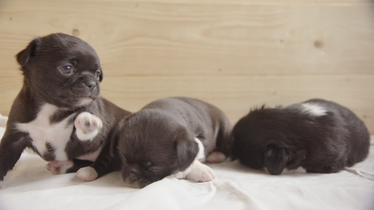 슬로우 모션 - 일본 턱, 치와와 믹스 강아지, 하나는 카메라를 향해 실행