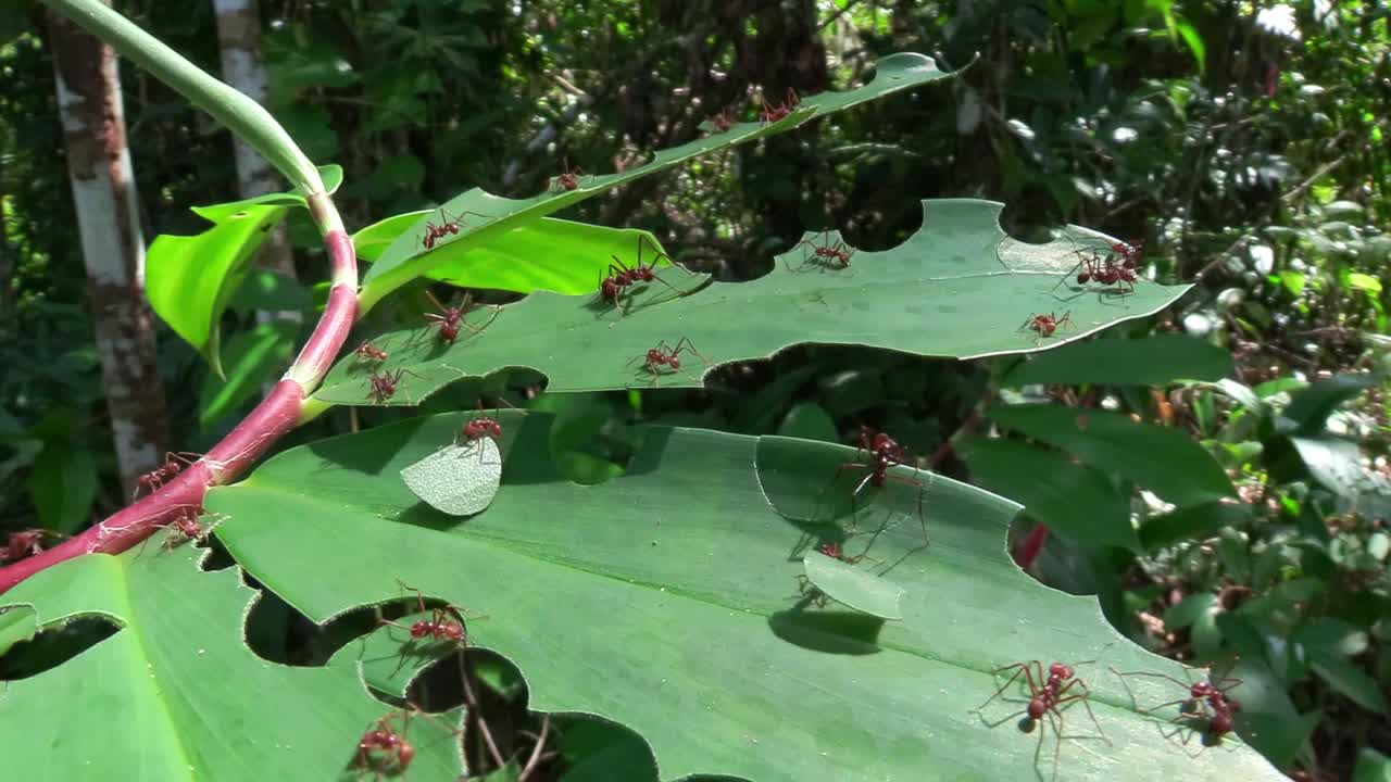 잎사귀 개미는 정글에서 잎사귀를 가로질러 움직인다