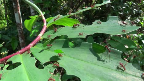 las hormigas cortadoras de hojas se mueven a través de una hoja en la jungla