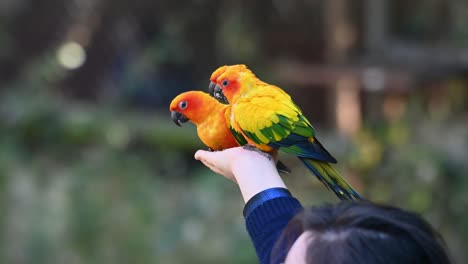 sun conure parakeets, three individuals feeding from the hand of a person then one flies by