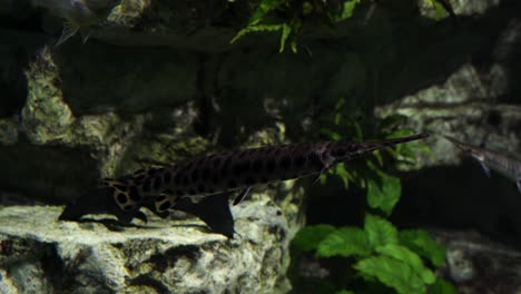 Spotted-Gar-fish-swimming-quietly-in-clear-water,-Mississippi-river-species