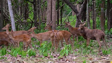 El-Ciervo-Del-Campo-Es-Una-Especie-En-Peligro-De-Extinción-Debido-A-La-Pérdida-De-Hábitat-Y-La-Caza