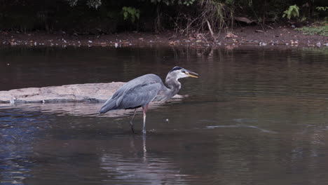 grey heron eating a fish, while standing in a stream