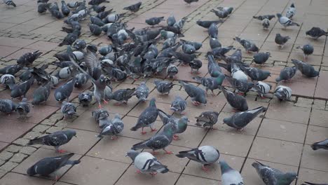 a large flock of pigeons feeding on the ground