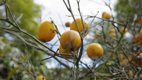 primer plano de limonero con varios limones