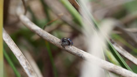 peacock spider