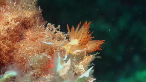 red and orange flabellina nudibranch on coral reef