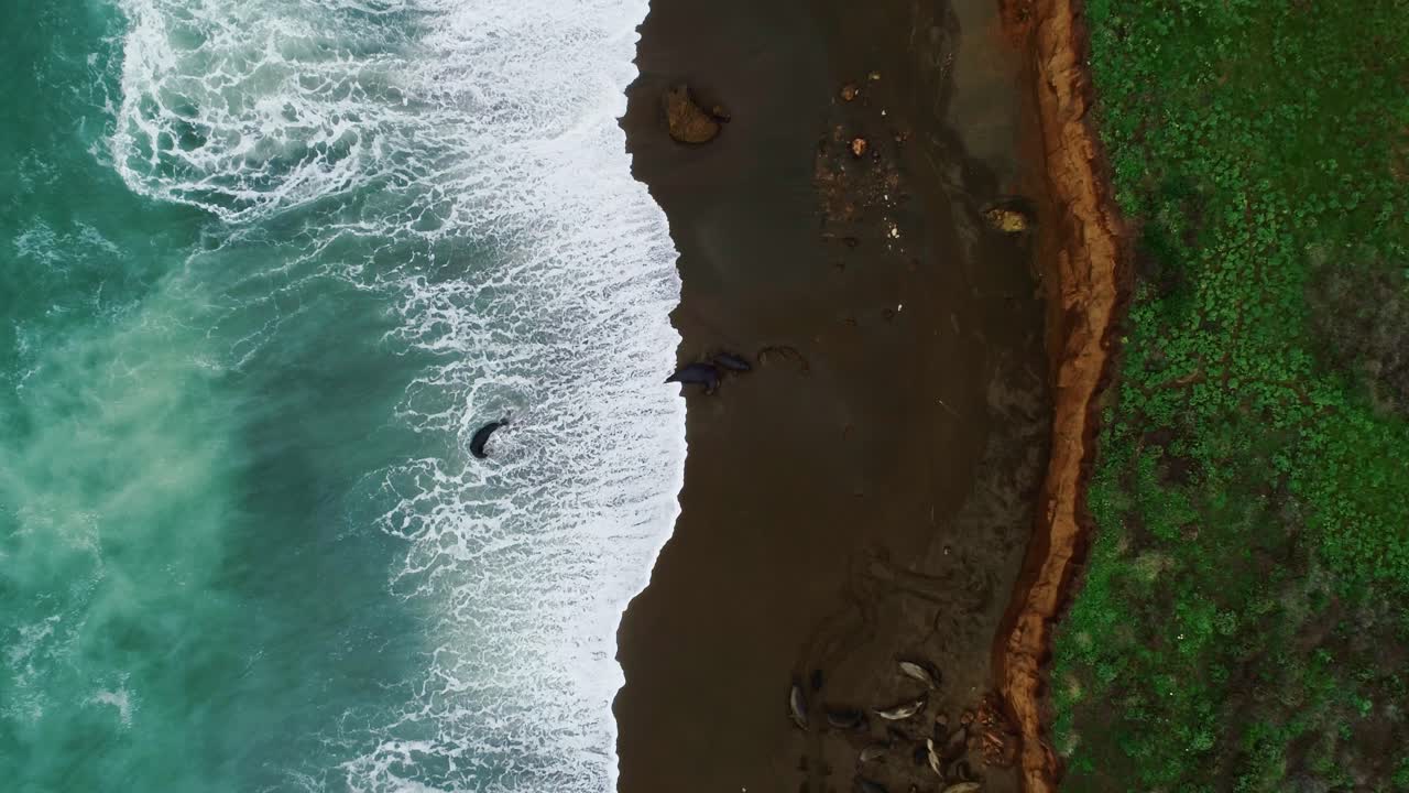las focas descansando en la costa arenosa - las olas chocan suavemente mientras el dron asciende