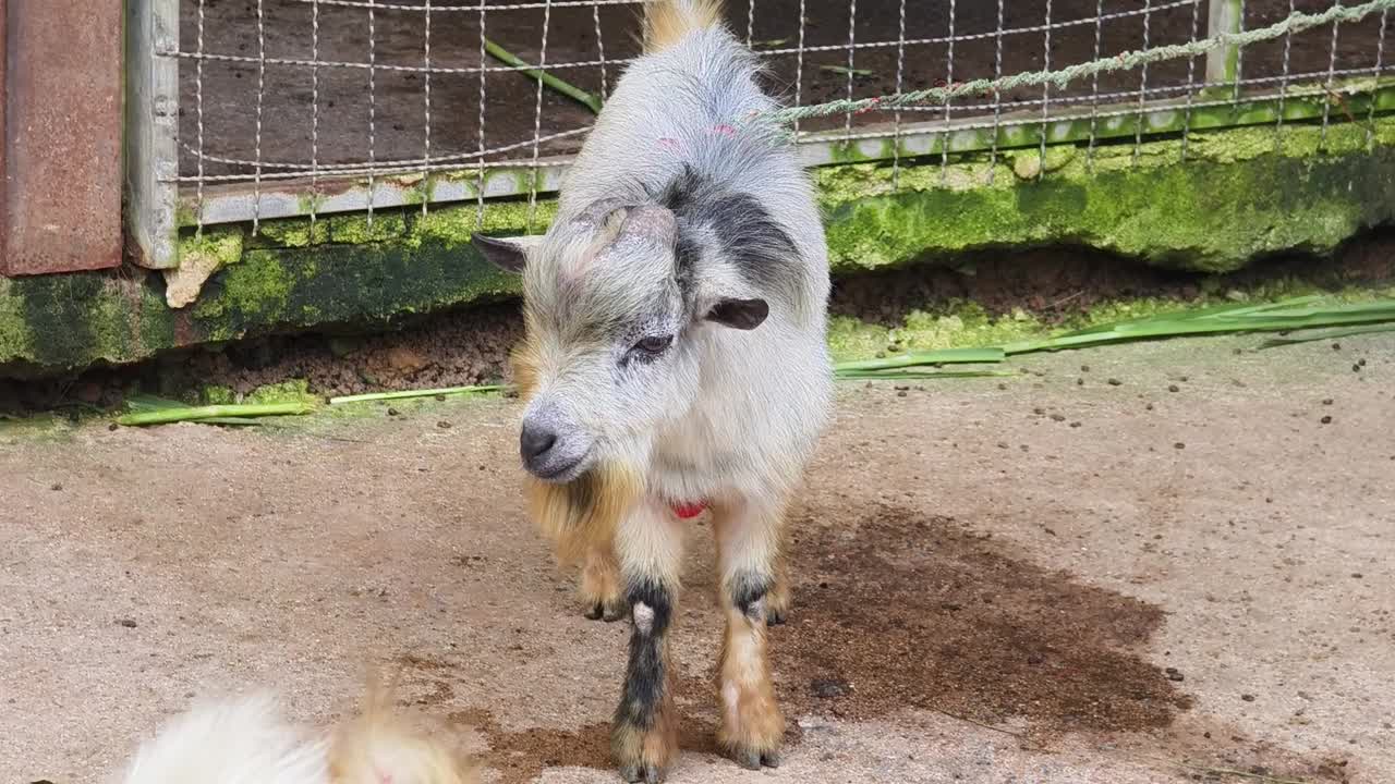 동물원 안의 어린 염소