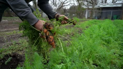 a farmer picks produce from a field