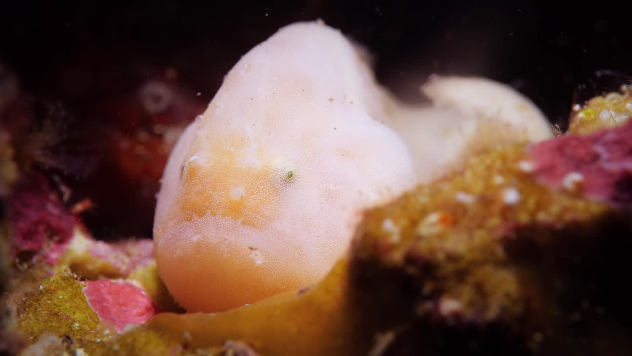 rape sin varilla histiophryne narungga sur de australia 4k 25fps