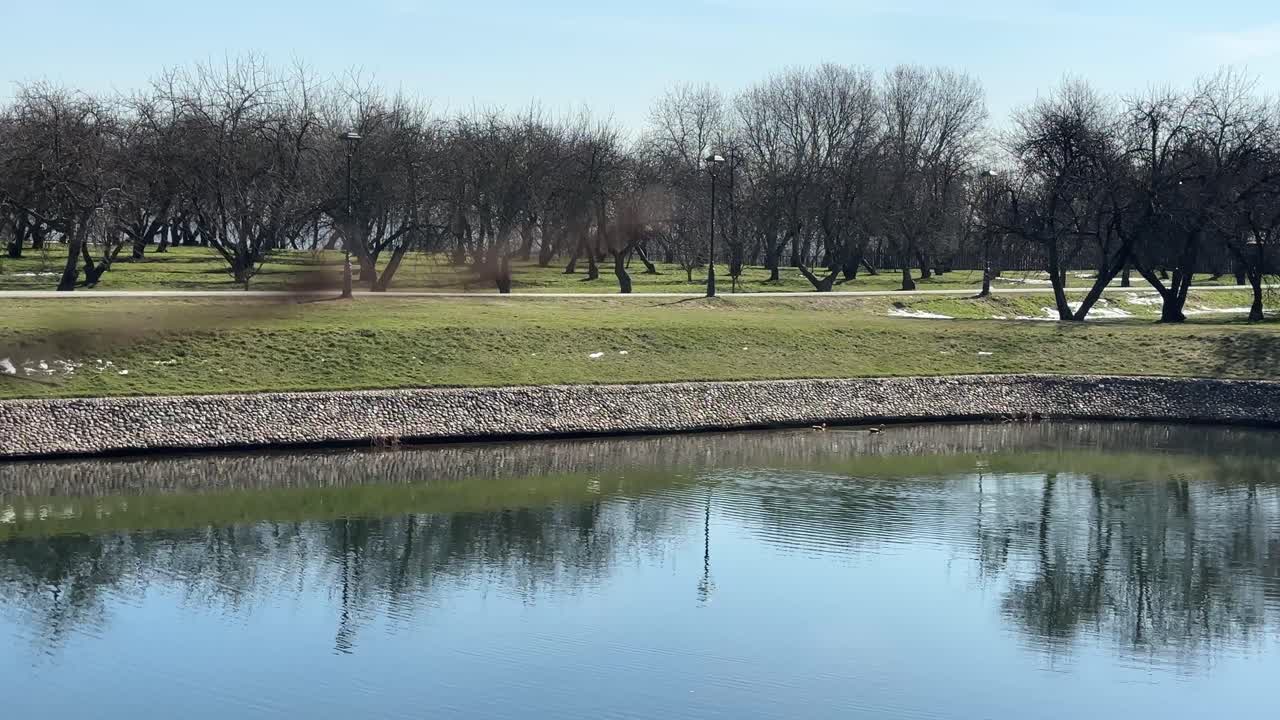 A couple of ducks on a pond looking for a place to nest