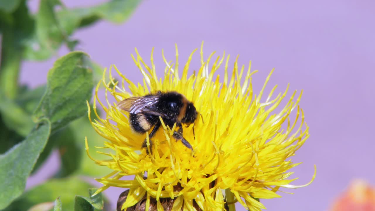 음식을 찾는 노란 꽃에 범블 비의 매크로 클로즈업 샷